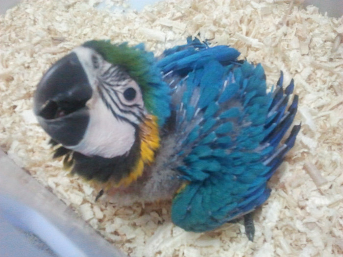 Nu-i asa ca-s frumos?