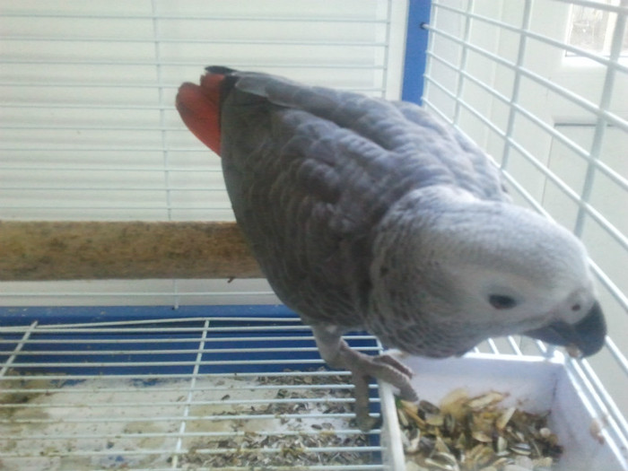 Stiu deja sa mananc singur.