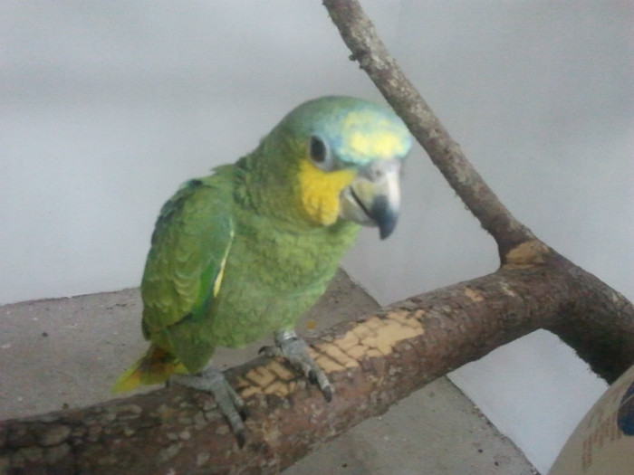 Amazon - Papagali