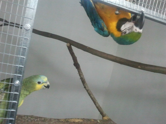 Bobi si Verdi - Papagali