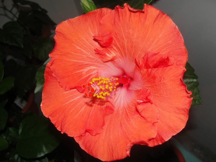 hibi bob harkins - C-HIBISCUS DE LA GOMMER-2011