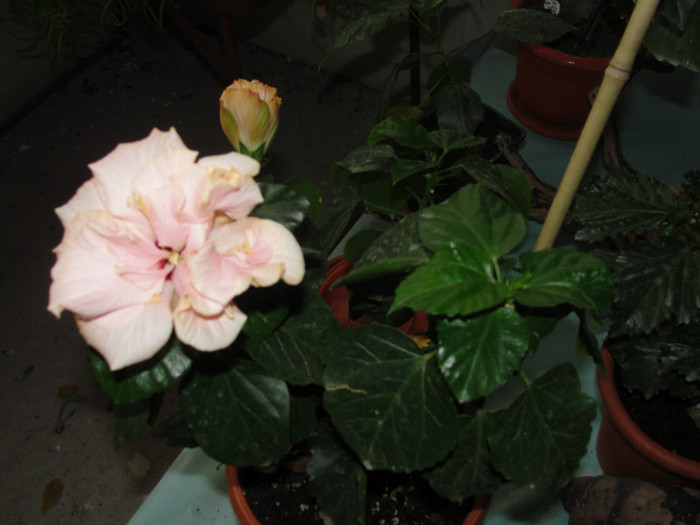 hibi roz pal batut - hibi de la johana