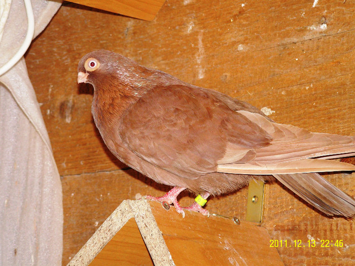 6femela 2011; femela scoasa la mine
