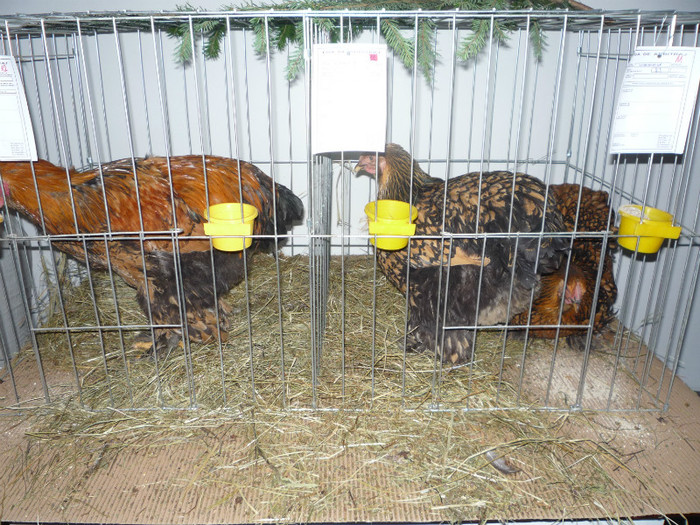 P1010826 - Expozitie pasari si animale mici Bistrita