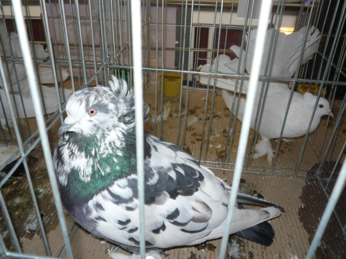 P1010896