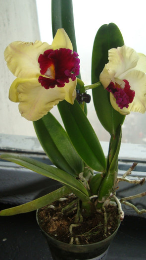 cattleya