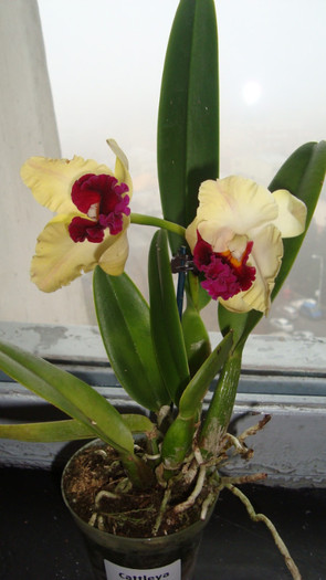 si sunt si parfumata