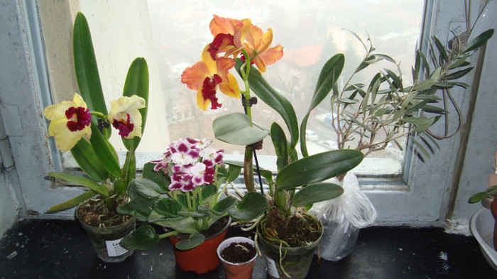 grup cu noile iubiri