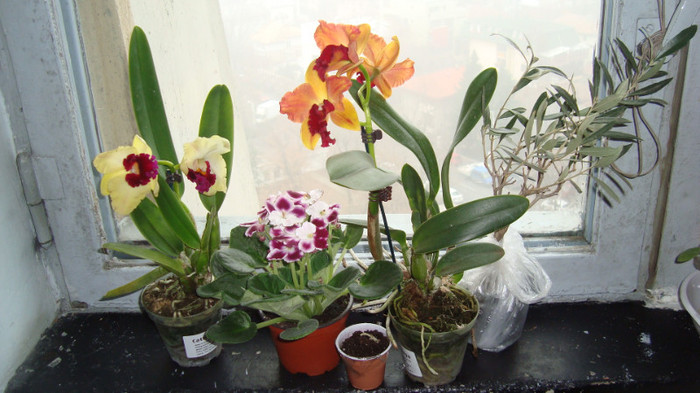 impreuna cu un maslin si o kohlerie