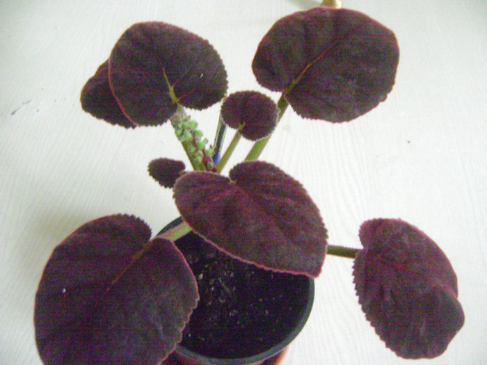 Smithiantha cinnabarina
