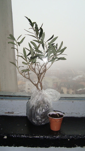 dragul de el este un maslin ce asteapta sa fie plantat - Decembrie 2011