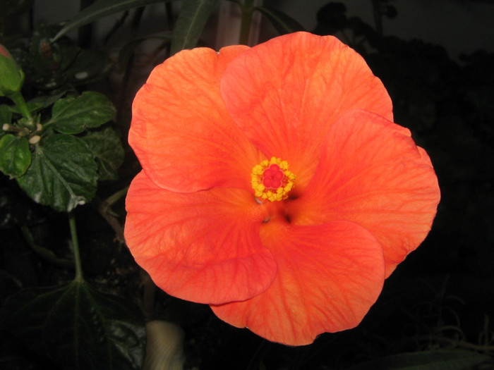 IMG_2404 - a Flori 2011