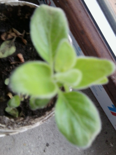 dicliptera -puisor - floricele-2012
