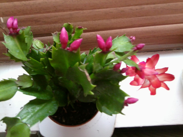 Fotografie2226 - floricele-2012