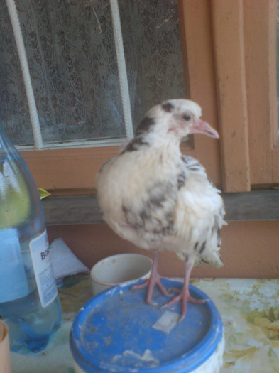 Picture 063; porumbel crescut de mine de la 10 zile
