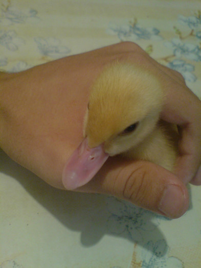 Picture 048; mie friig
