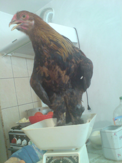 Picture 187; 3 luni are
