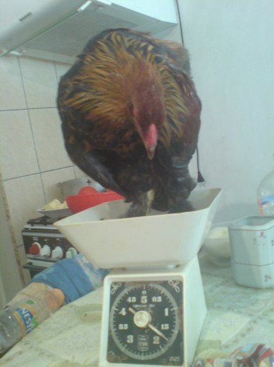 Picture 186; cocos 3 luni 1.700 g
