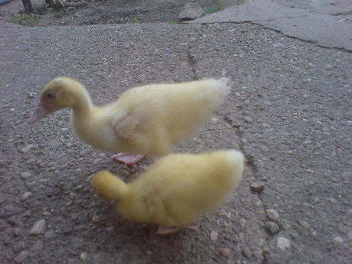 Picture 197; ala mic este mascul
