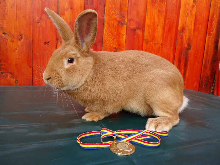 mascul de 7 luni - z BURGUNDER Rosu de Burgundia CAMPIONII 2011-2012-2013 si 2014