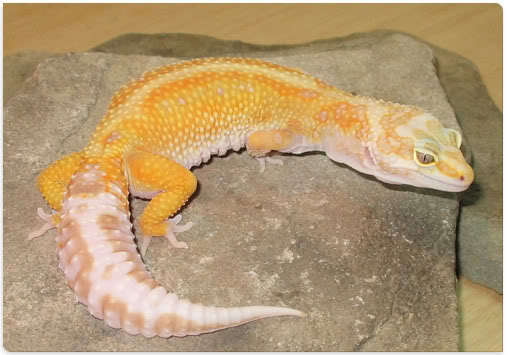 Bebe-RainingRedStripe-Ryval - Gecko leopard