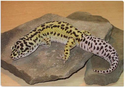 BledsoBoldStripe-Ryval - Gecko leopard