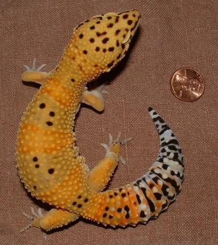 Boo-Tangerine-LittleLoiue - Gecko leopard