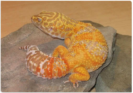 ChayseTangerineTremperAlbiGiant-Ryv - Gecko leopard