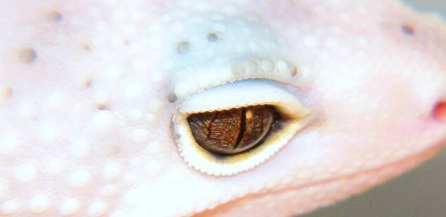 EnigmaEye-Gregg_M - Gecko leopard