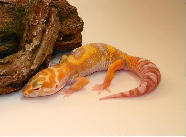 Helios-Tangerine-jungle-tremper-alb - Gecko leopard