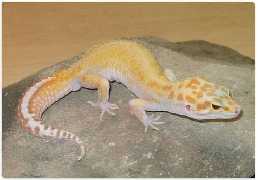 Horatio-RAPTOR-Ryval - Gecko leopard
