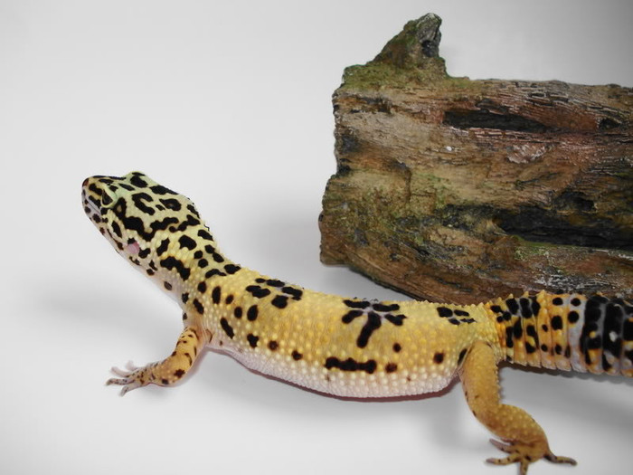 Jupiter-HighYellow-Dawn - Gecko leopard