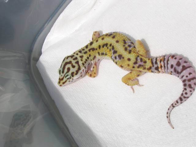 Jungle-Gregg_M - Gecko leopard