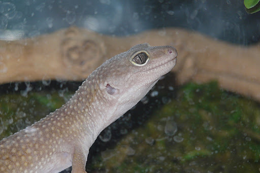 kkk - Gecko leopard