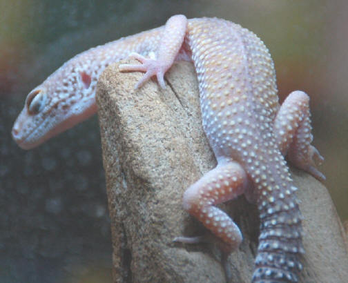 Lizard1317 - Gecko leopard