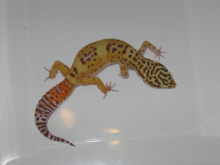 Picture111 - Gecko leopard