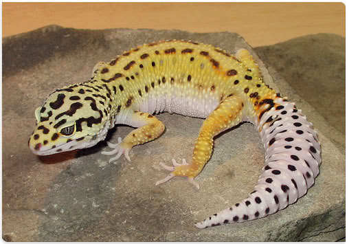 Prima-RedStripe-Ryval - Gecko leopard