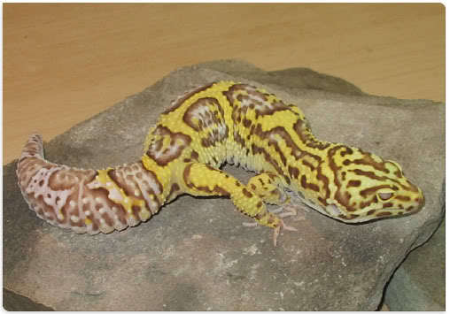Reno-JungleBellAlbino-Ryval - Gecko leopard