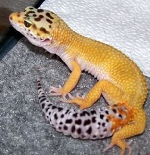 Romeo-SuperHypoTangCarrotTail-Bande - Gecko leopard
