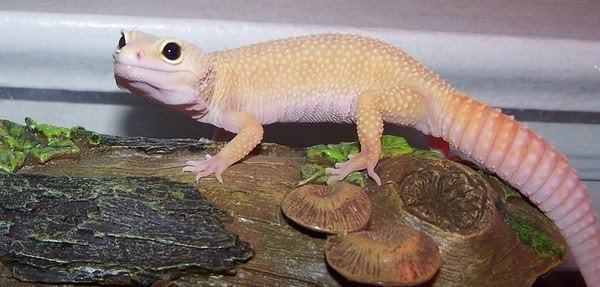 Rosie-PatternlessAlbinoCarrottail-B - Gecko leopard