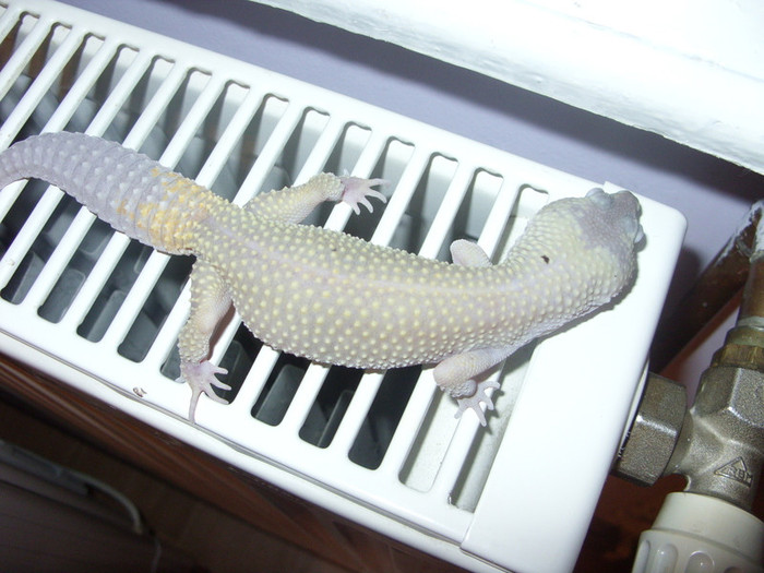 sdc11375f - Gecko leopard