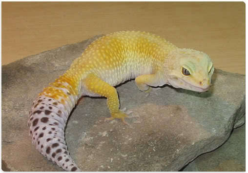 SHTCTB-RyVal - Gecko leopard