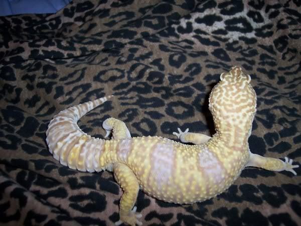 Skyla-TremperAlbino-Ludo - Gecko leopard