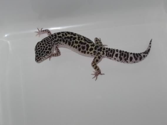 Starlet-MackSnow - Gecko leopard