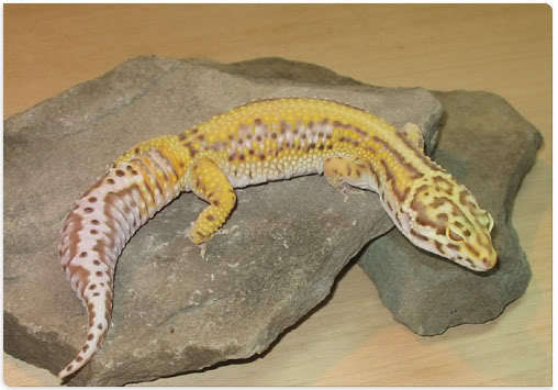 Vegas-BellStripe-Ryval - Gecko leopard