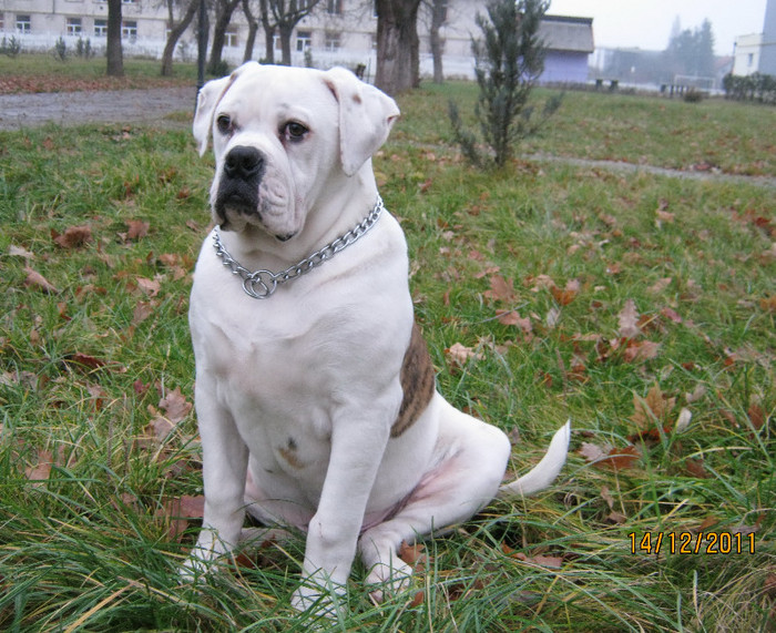 b1 - 1ATHOS   Bulldog American