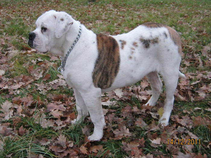 Athos la 6 luni - 1ATHOS   Bulldog American