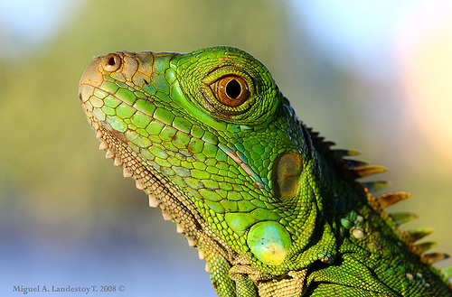 2357350607_0817e9acd2 - Iguana verde