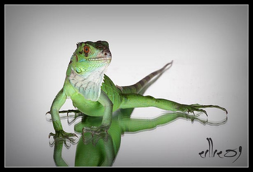 3479562127_2344a3d0dd - Iguana verde