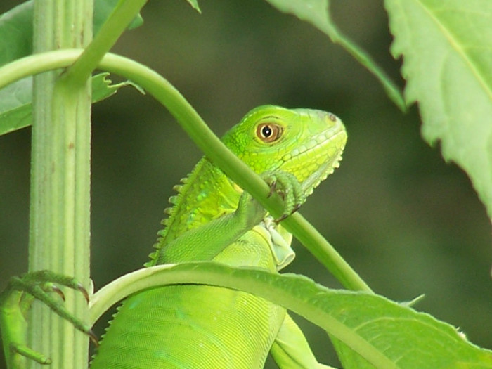 23621337 - Iguana verde